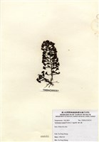 藏品(喇叭藻)的圖片